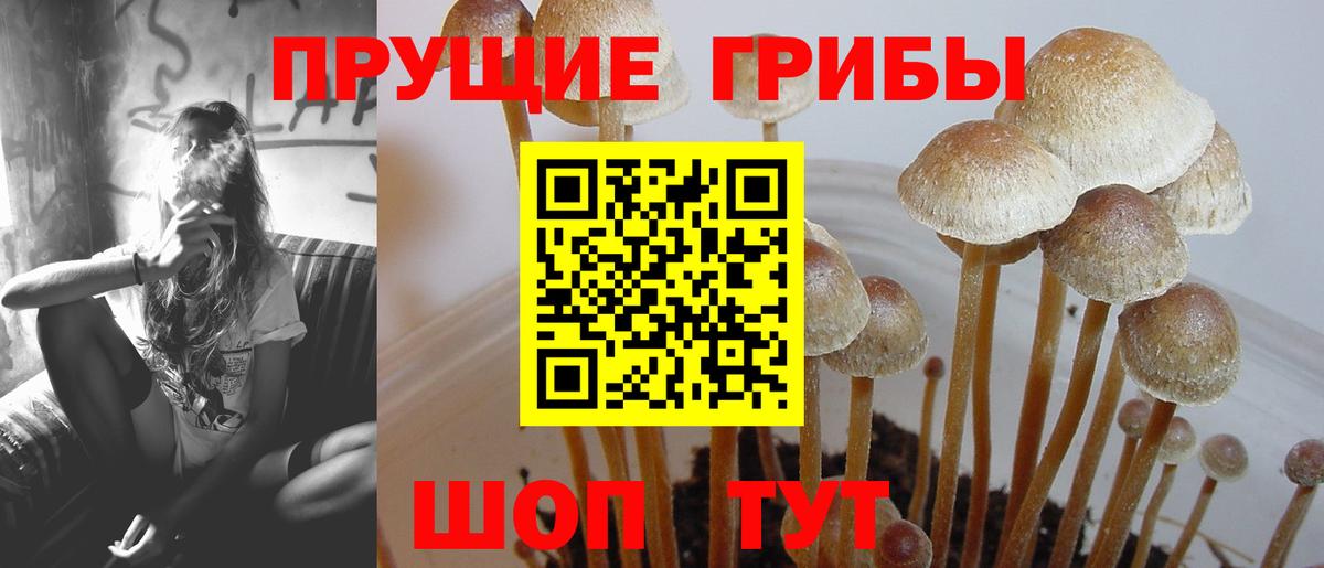 Рассказово  Галлюциногенные грибы Cubensis  где продают   Вход с VPN 